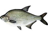 Лещ (рисунок)