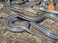 Лиалис буртона (Lialis burtonis)