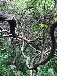 Лианы (растения)