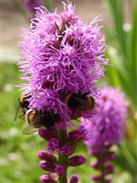 Лиатрис колосковая – Liatris spicata (L.) Willd.