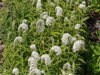 Лизимахия густоцветковая – Lysimachia barystachys Bunge.