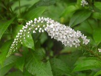 Лизимахия клетровидная, ландышевая – Lysimachia clethroides Duby. (1)