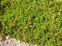 Лизимахия монетчатая, луговой чай – Lysimachia nummularia L. (1)