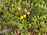 Лизимахия монетчатая, луговой чай – Lysimachia nummularia L. (2)