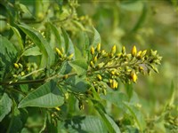 Лизимахия обыкновенная – Lysimachia vulgaris L. (1)