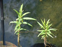 Лизимахия тирсоцветковая – Lysimachia thyrsiflora L.