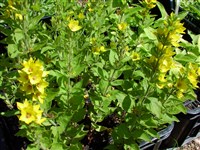 Лизимахия точечная – Lysimachia punctata L. (1)