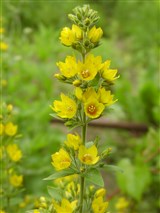 Лизимахия точечная – Lysimachia punctata L. (2)