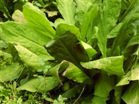 Лизихитон камчатский – Lysichiton camtschatcensis (L.) Schott.