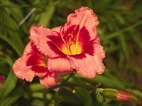 Лилейник (гибрид)