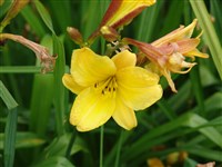 Лилейник Дюмортье – Hemerocallis dumortieri Morr.