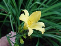 Лилейник Миддендорфа – Hemerocallis middendorffii Trautv.et Mey