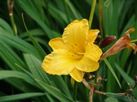 Лилейник Тунберга – Hemerocallis thunbergii Baker