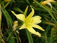Лилейник лимонно-желтый – Hemerocallis citrina Baroni