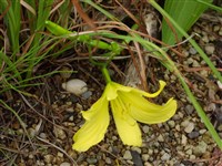 Лилейник малый, злаковидный – Hemerocallis minor Mill.