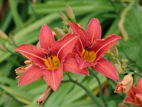 Лилейник рыжий – Hemerocallis fulva L.