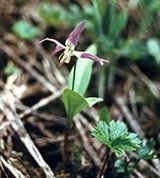 Лилейные (кандык сибирский)