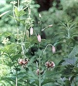 Лилия (Карпатский заповедник)