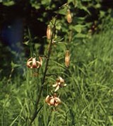 Лилия (стебель)