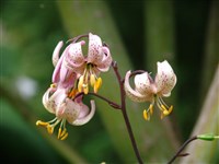 Лилия Генри – Lilium henryi Baker (1)