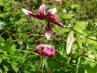 Лилия Давида – Lilium davidii Elwes.