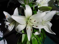 Лилия Саржента – Lilium sargentiae Wills.