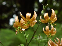 Лилия Хансона – Lilium hansonii Moore