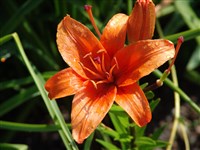 Лилия даурская, пенсильванская – Lilium dauricum Ker-Gawl.