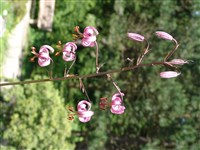 Лилия кудреватая, турецкая чаша, мартагон – Lilium martagon L.