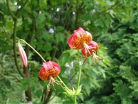 Лилия леопардовая, калифорнийская, пантеровая – Lilium pardalinum Kellogg