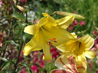 Лилия однобратственная – Lilium monadelphum Bieb.