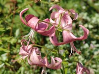 Лилия поникающая – Lilium cernuum Kom.