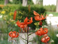 Лилия приятная – Lilium amabile Palib.