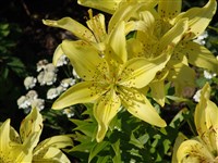 Лилия пятнистая – Lilium x maculatum Thunb.