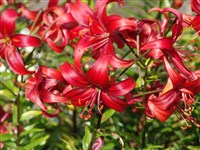 Лилия халцедонская, халкедонская – Lilium chalcedonicum L.