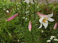 Лилия царственная, королевская, китайская, тибетская – Lilium regale Wills.