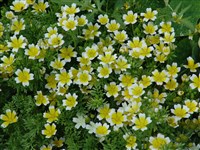 Лимнантес Дугласа – Limnanthes douglasii R.Br.