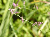 Лимониум Гмелина – Limonium gmelinii (Willd.) Kuntze. (1)