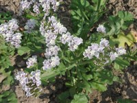 Лимониум выемчатый – Limonium sinuatum (L.) Mill.