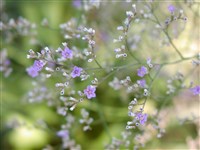 Лимониум широколистный – Limonium latifolium (Sm.) Kuntze. (1)