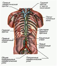 Лимфатические Протоки