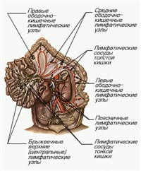 Лимфатические сосуды и узлы Брюшной полости