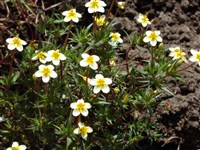 Линантус нутталли – Linanthus nuttallii (A.Gray) E.Greene ex Milliken.