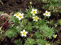 Линантус проломниковый – Linanthus androsaceus (Benth.) Greene. (1)