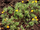 Линантус проломниковый – Linanthus androsaceus (Benth.) Greene. (2)