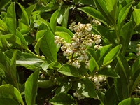 Лиония лигустрина – Lyonia ligustrina (L.) DC.