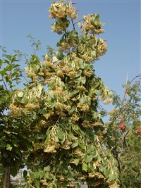 Липа Генри – Tilia henryana Szyszyl. (1)