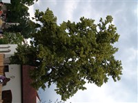 Липа Максимовича – Tilia maximowicziana Shiras.