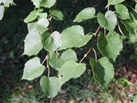 Липа амурская – Tilia amurensis Rupr.