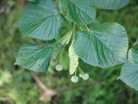 Липа длинночерешковая – Tilia x petiolaris D.C.